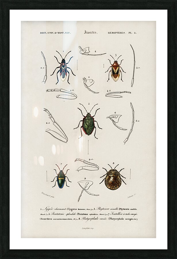 Different types of insects Picture Frame print