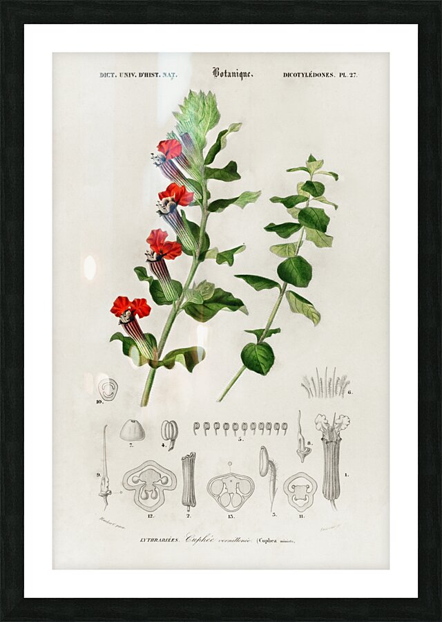 Different types of birds Picture Frame print