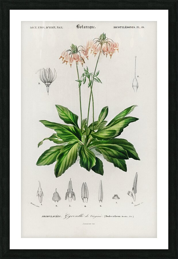 Dodecatheon meadia Picture Frame print