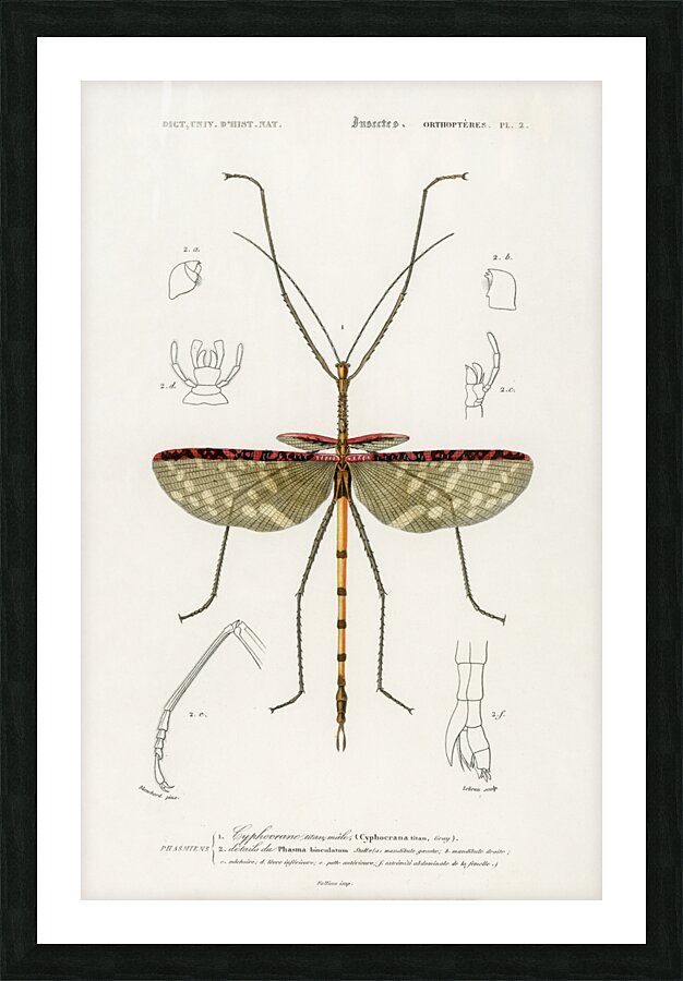 Cyphocrana titan Picture Frame print