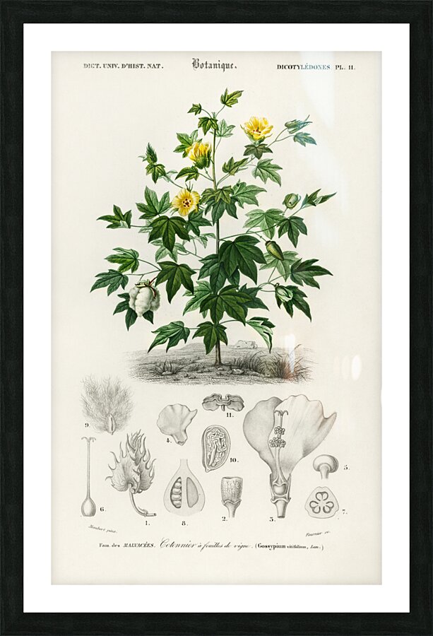 Sea Island cotton gossypium vitifolium Picture Frame print