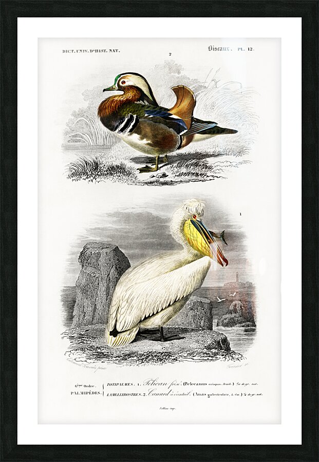 Different types of birds Picture Frame print