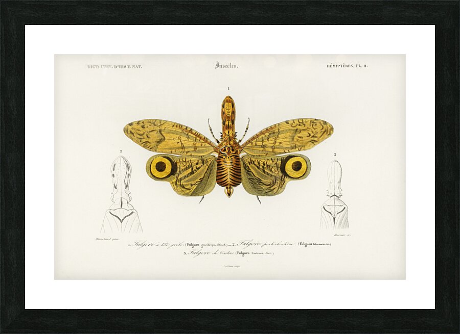 Different types of birds Picture Frame print