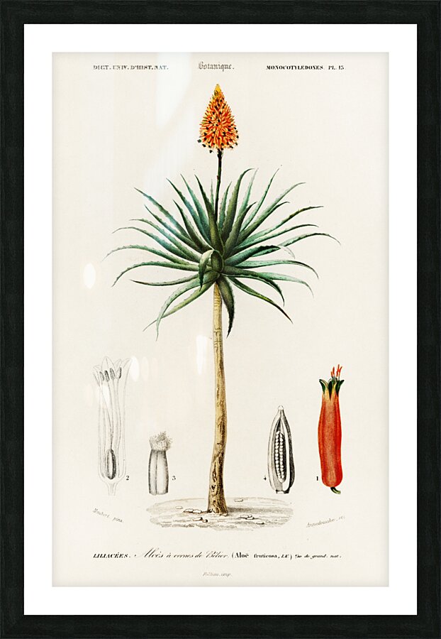 Candelabra aloe aloe fruticosa Picture Frame print
