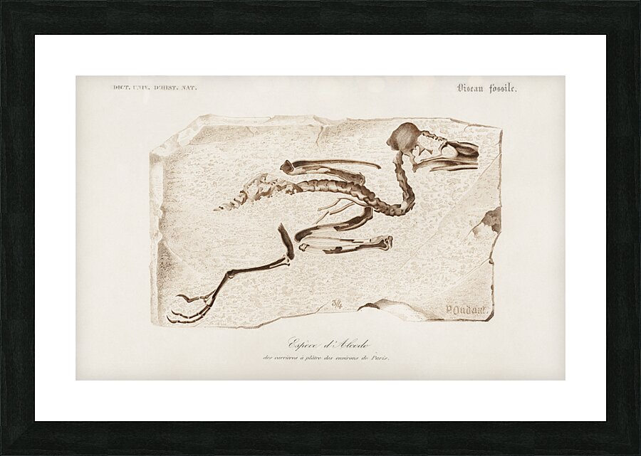 Kingfisher Alcedo Picture Frame print