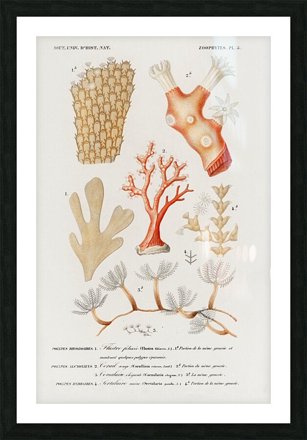 Kingfisher Alcedo Picture Frame print