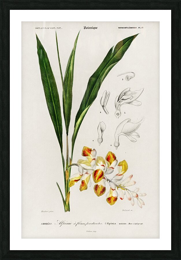 Dwarf cardamom Alpinia nutans Picture Frame print