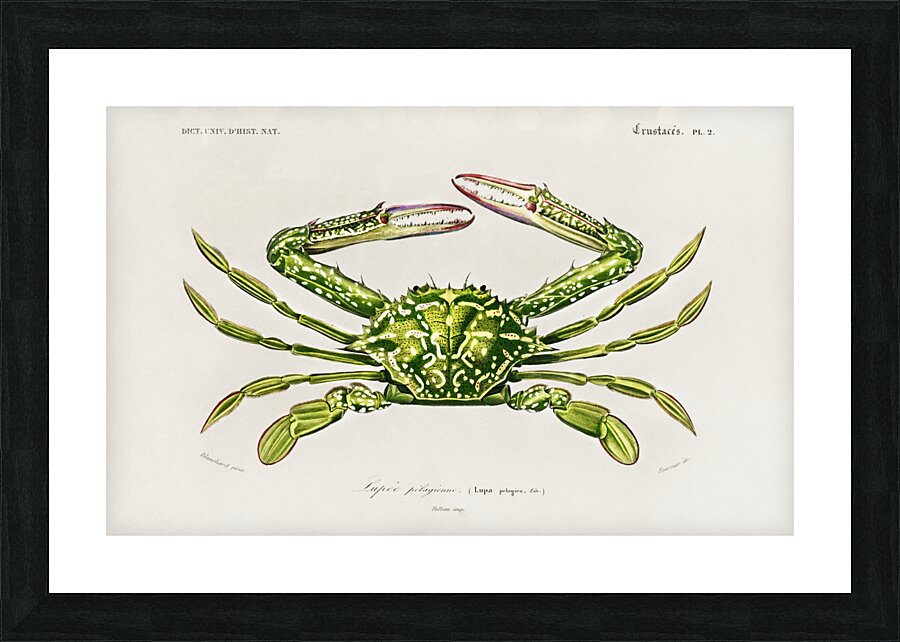 Portunus Lupa Pelagica Picture Frame print