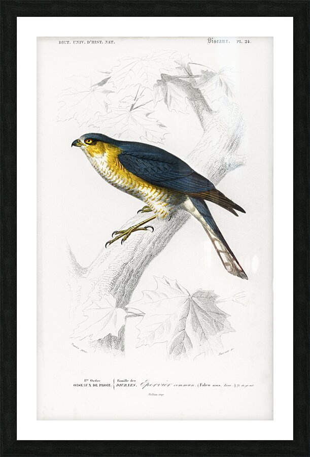 Eurasian sparrowhawk Accipiter nisus Picture Frame print