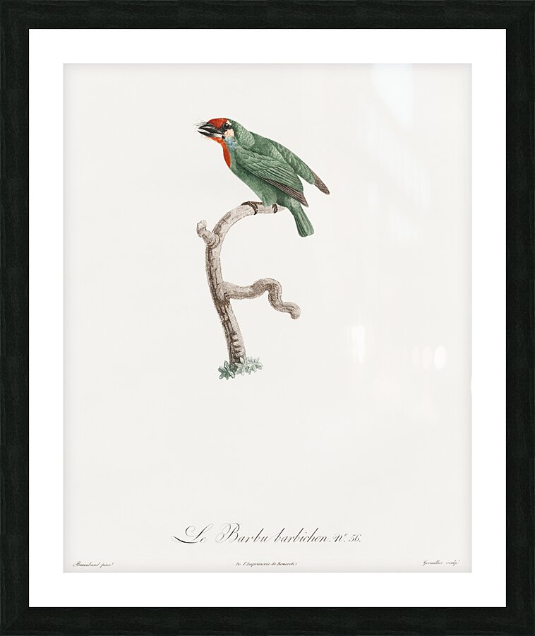 Vieillot barbet Picture Frame print