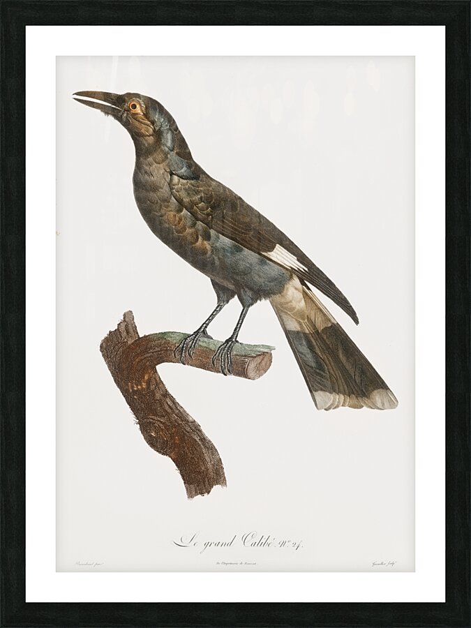 Curl-crested Manucode  Picture Frame print