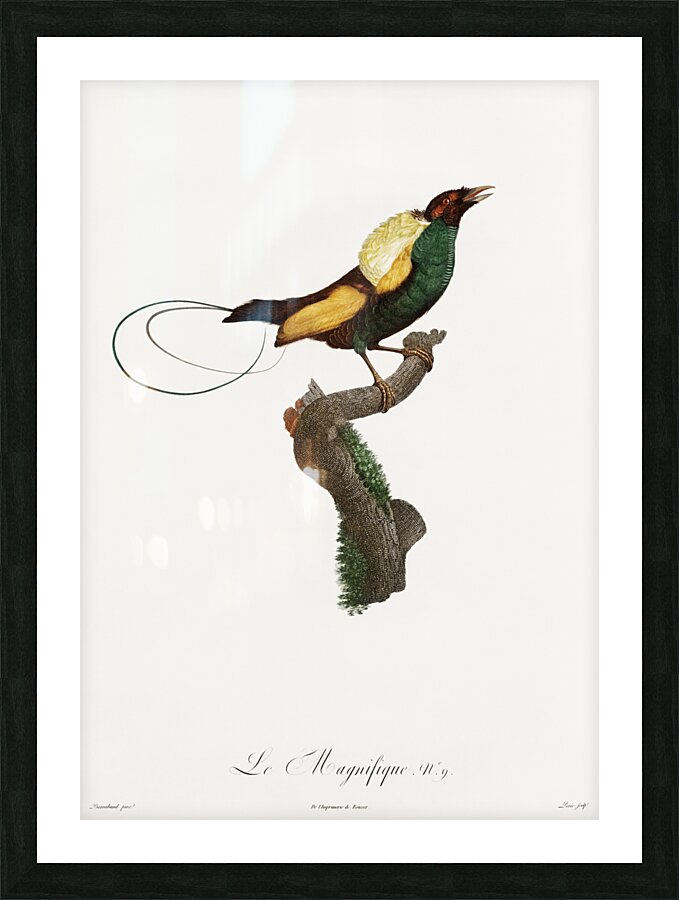 Curl-crested Manucode  Picture Frame print