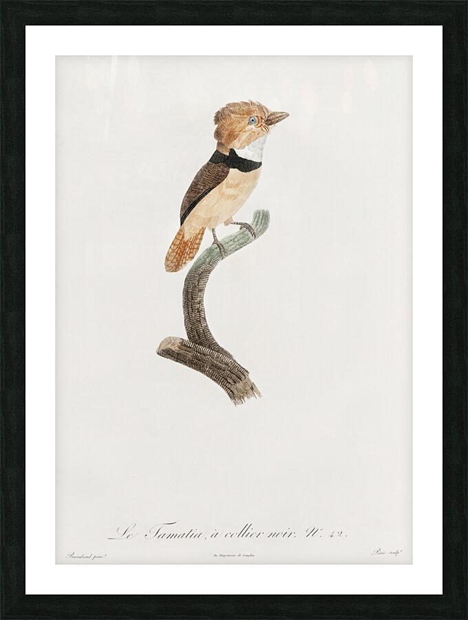 Black-necked stilt  Picture Frame print