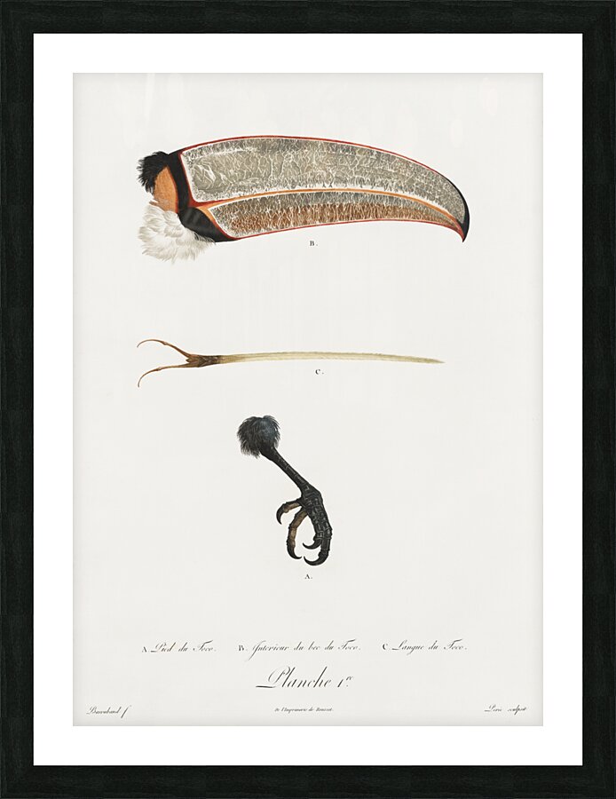 Toco foot beak and tongue  Impression et Cadre photo