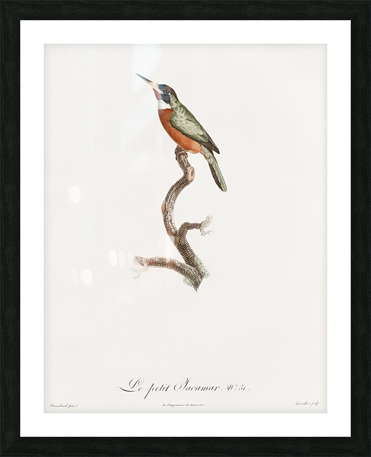 Yellow-billed jacamar Impression et Cadre photo