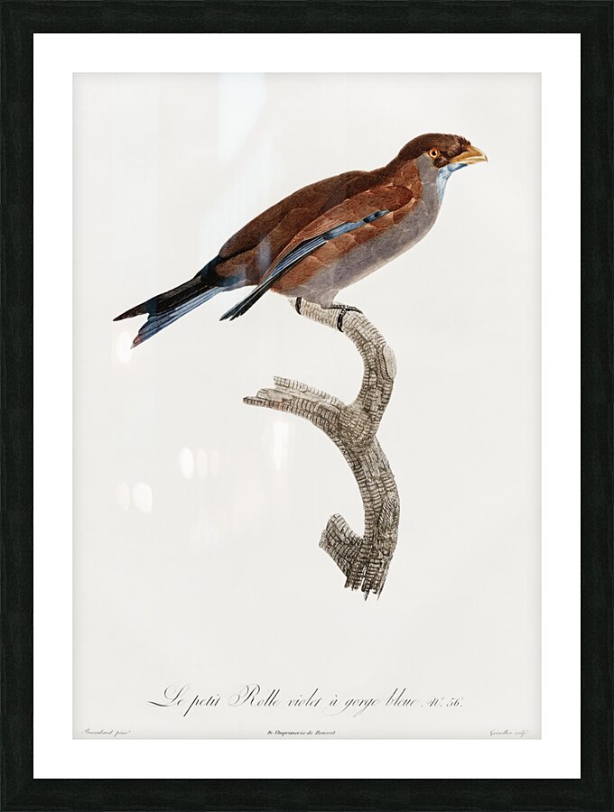 Little Lilac-breasted roller  Picture Frame print