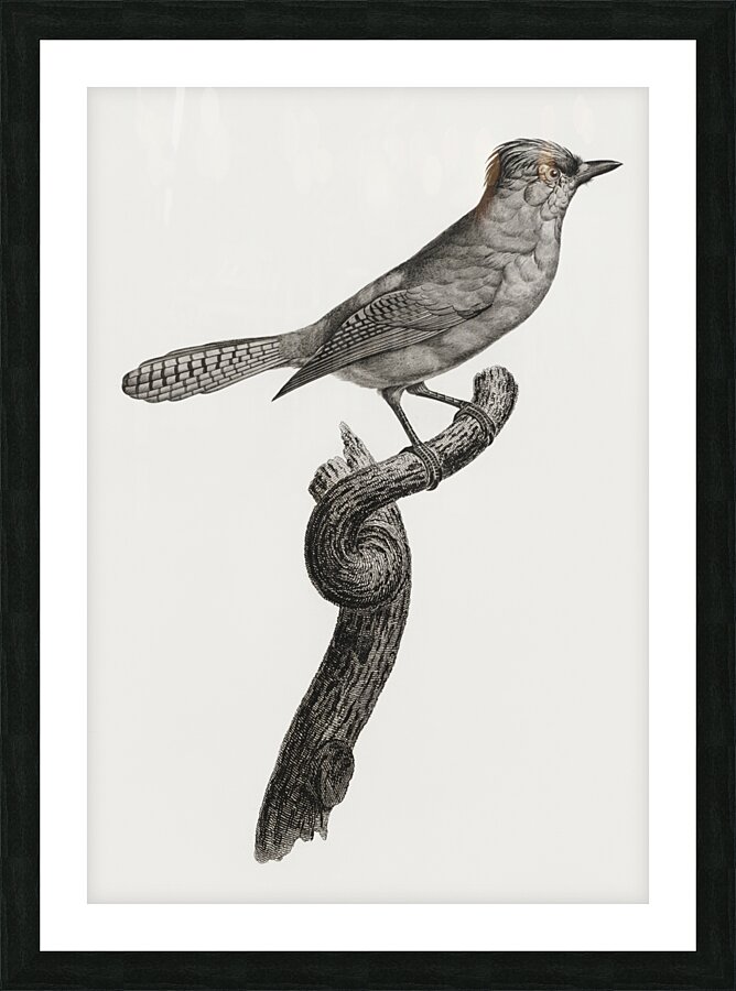 Blue-green jay Picture Frame print