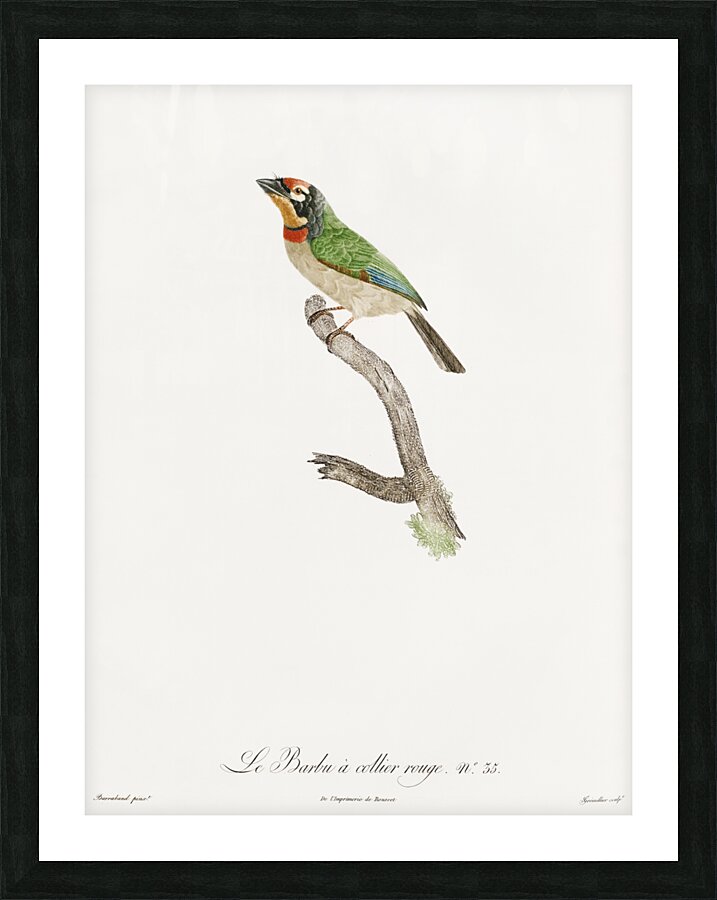 Black-collared barbet  Picture Frame print