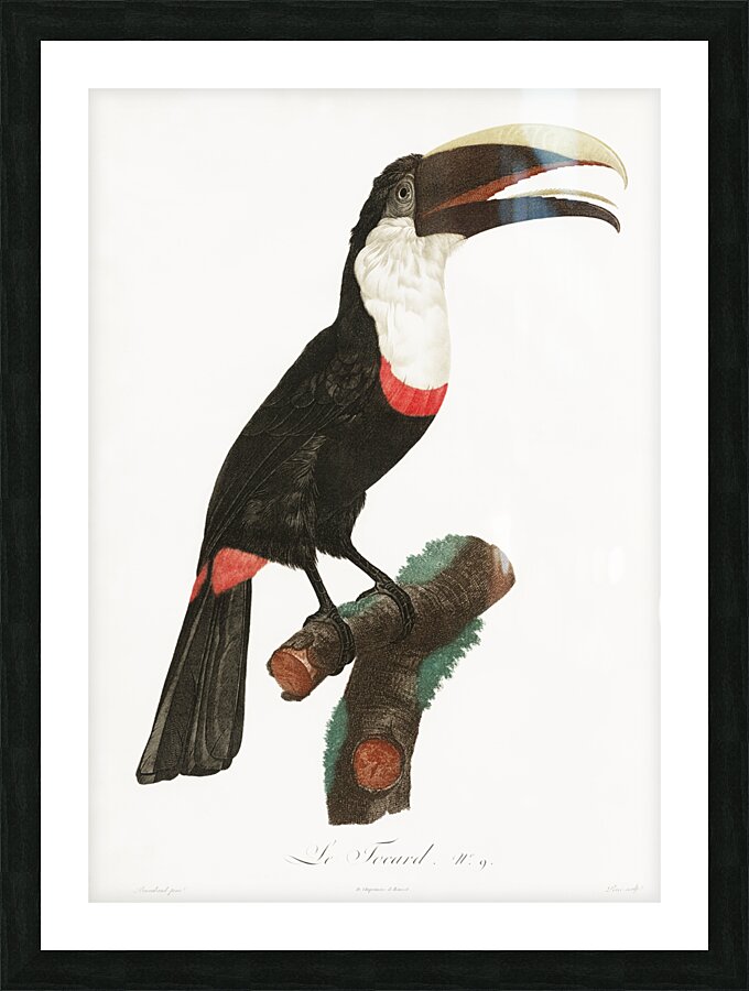 Toco toucan  Picture Frame print