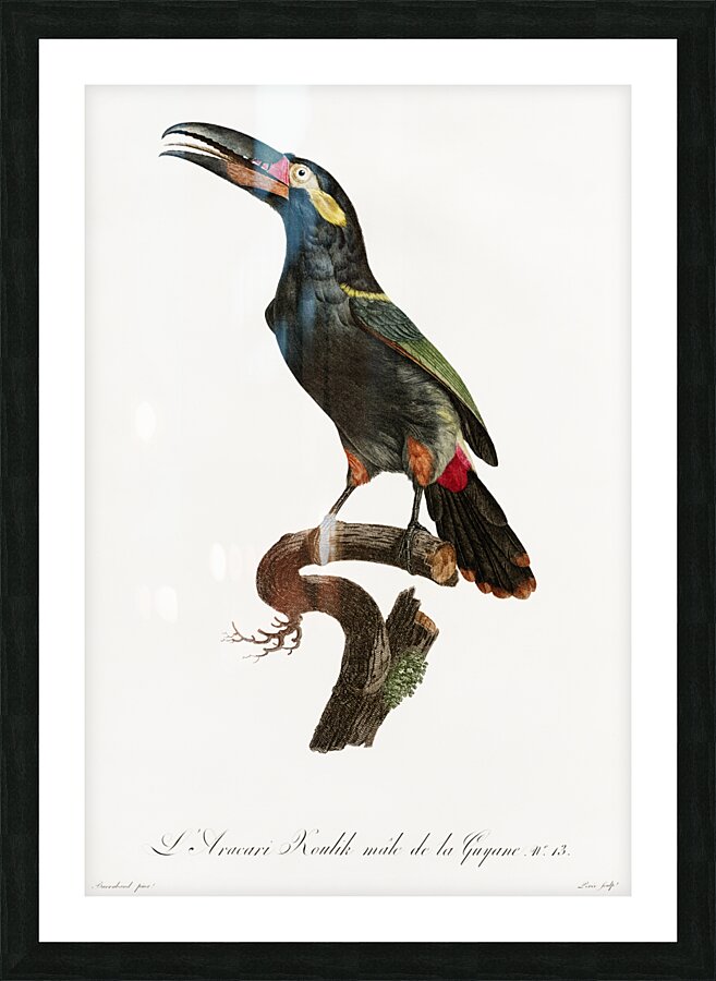 Black-necked Aracari  Picture Frame print
