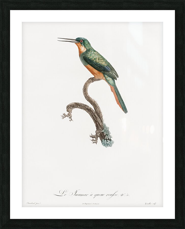 Rufous-tailed Jacamar Picture Frame print