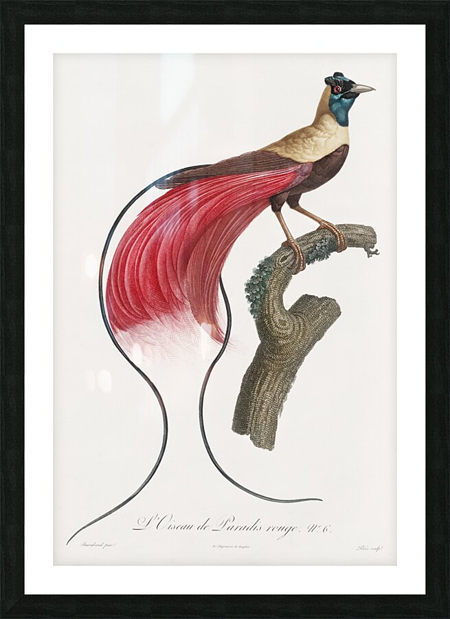 Red bird of paradise  Picture Frame print