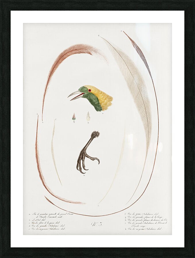 Emperor bird-of-paradise head claw feather and tail  Picture Frame print