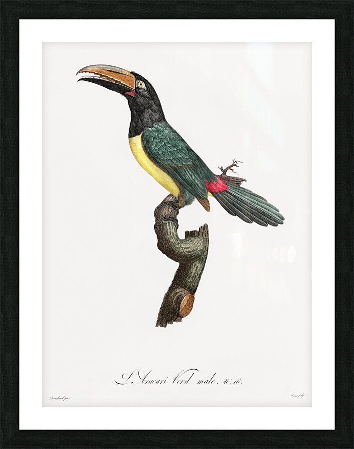 Green aracari  Picture Frame print