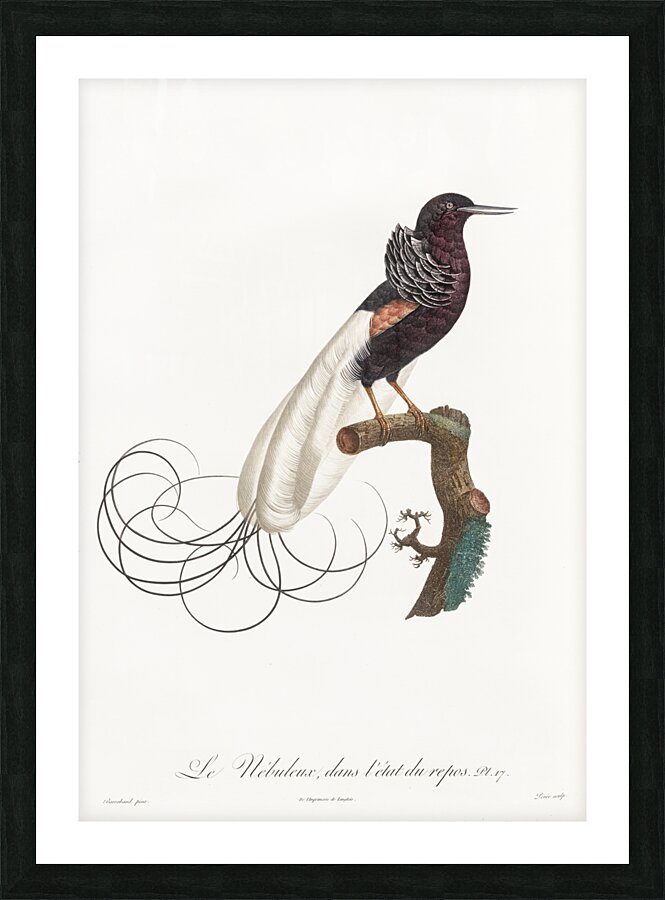 Twelve wired bird of paradise  Picture Frame print