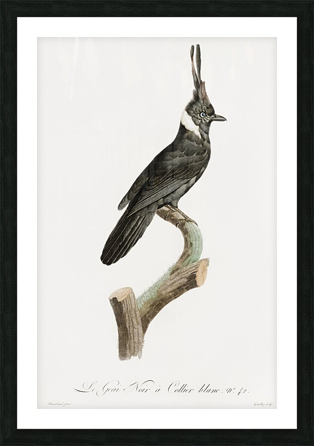 Black Jay with White Colla Picture Frame print