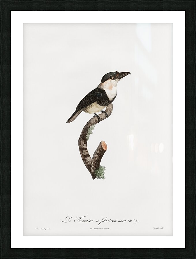 Black-billed Tamatia  Picture Frame print