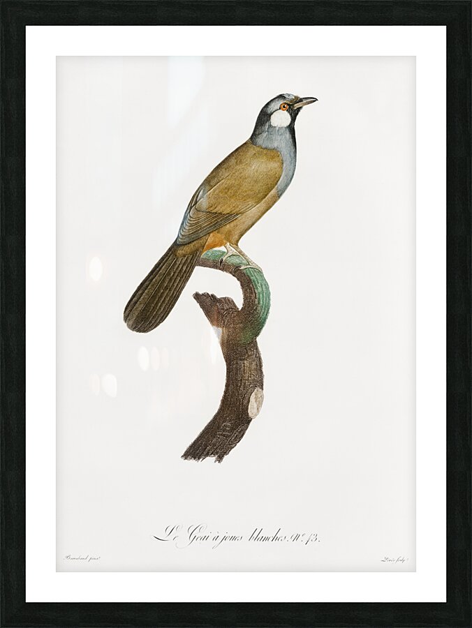 White-cheeked Jay  Picture Frame print