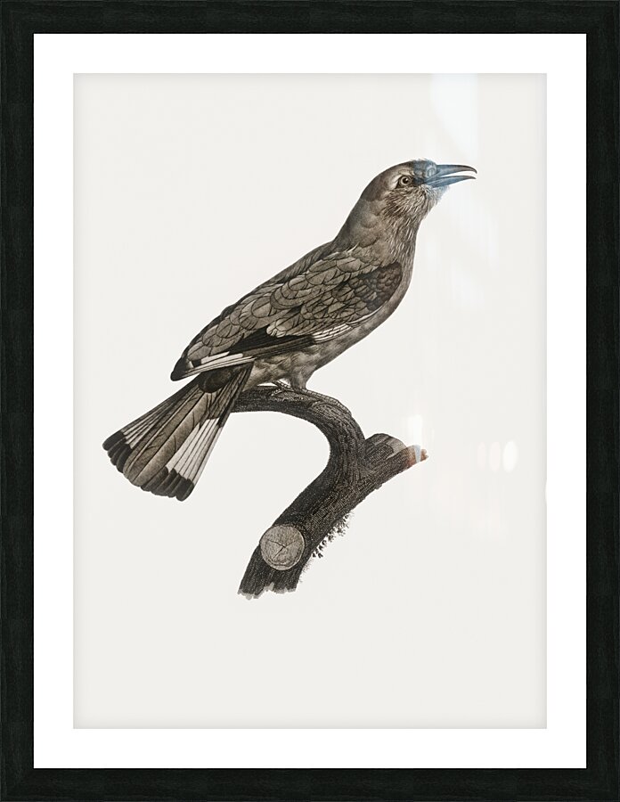 Varied roller of Africa  Picture Frame print