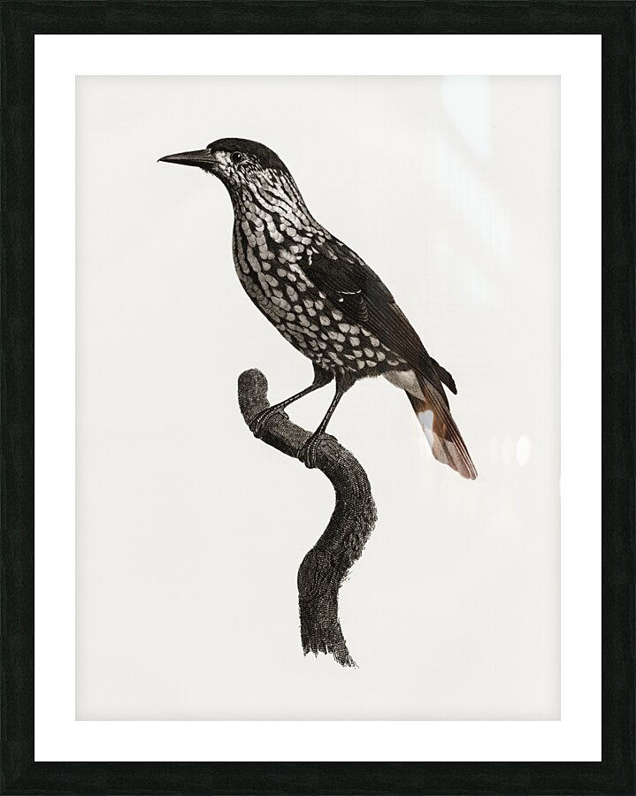 Nutcracker  Picture Frame print