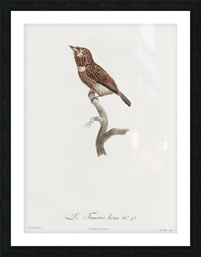 White-chested puffbird  Picture Frame print