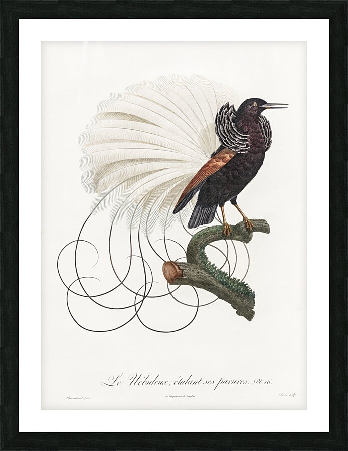 Twelve wired bird of paradise  Picture Frame print