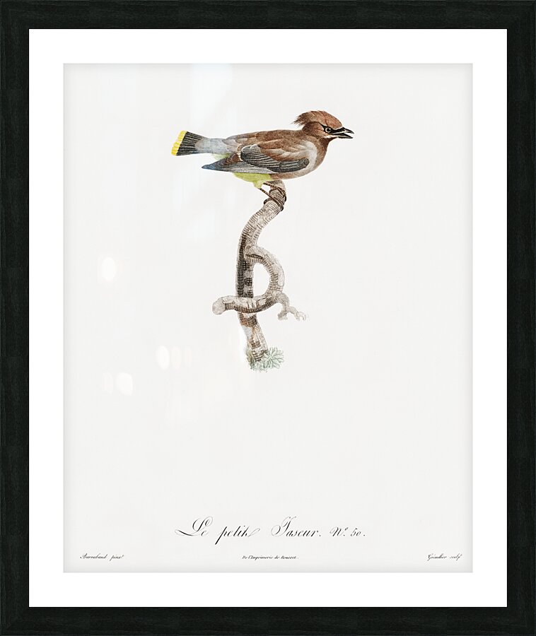 Little jay Picture Frame print