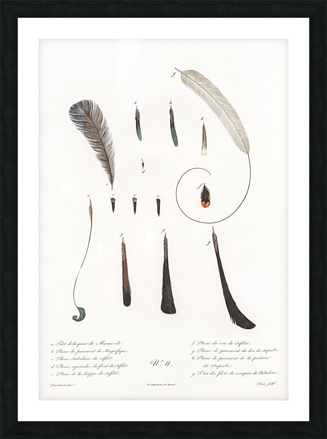 King bird of paradise feather and tail Picture Frame print