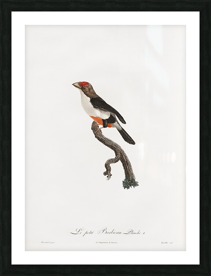 Little barbet  Picture Frame print