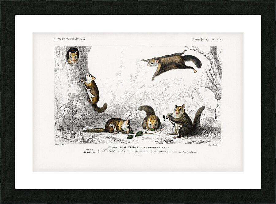 Glaucomys sabrinus Polatouche D Amerique Picture Frame print