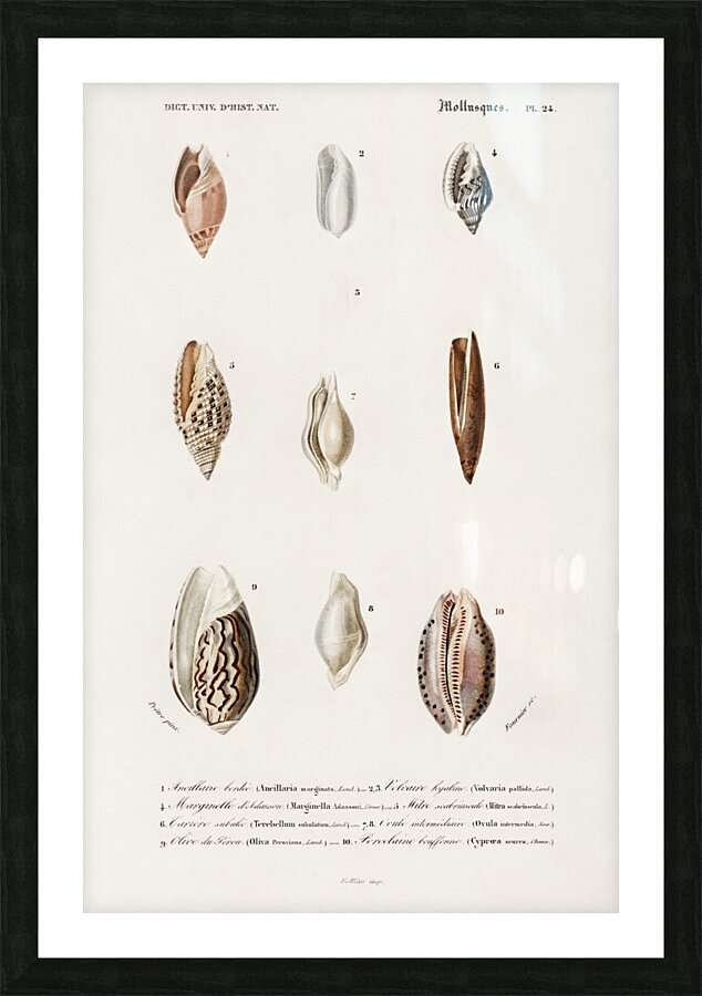 Different types of mollusks Picture Frame print
