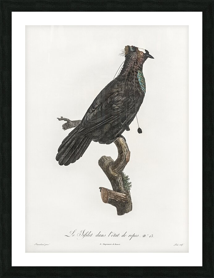 Western parotia in the idle state  Picture Frame print