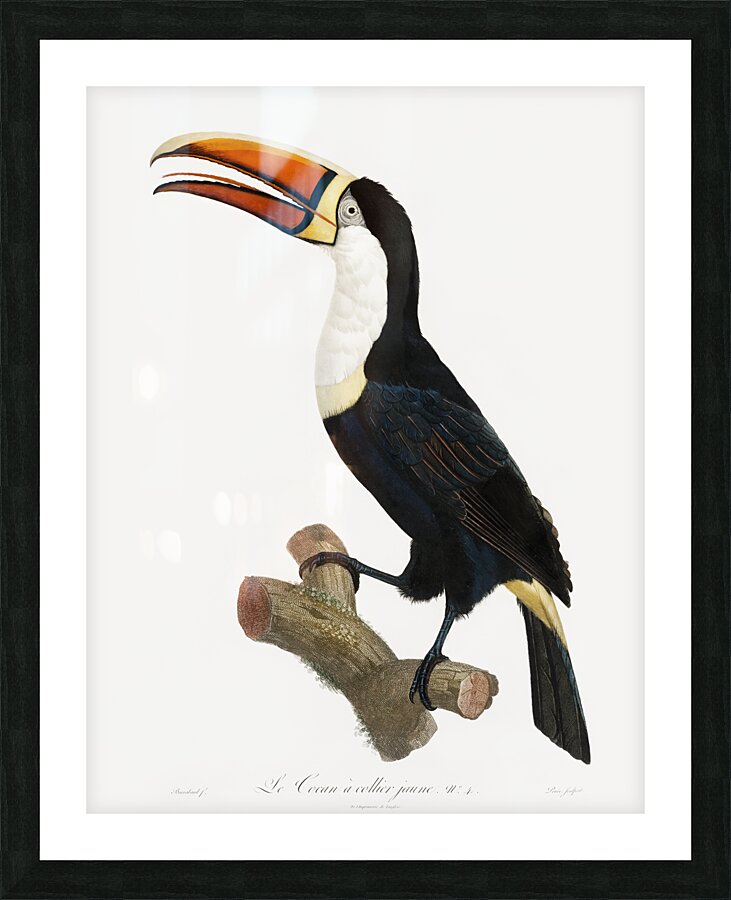 Yellow necklace Toucan  Picture Frame print
