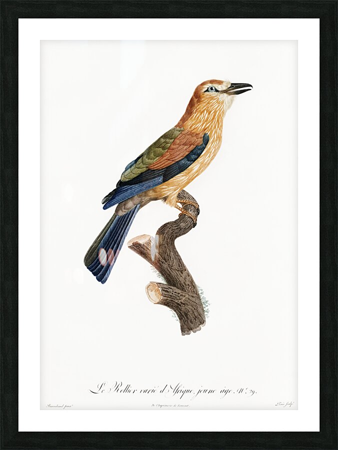 Young African roller  Picture Frame print