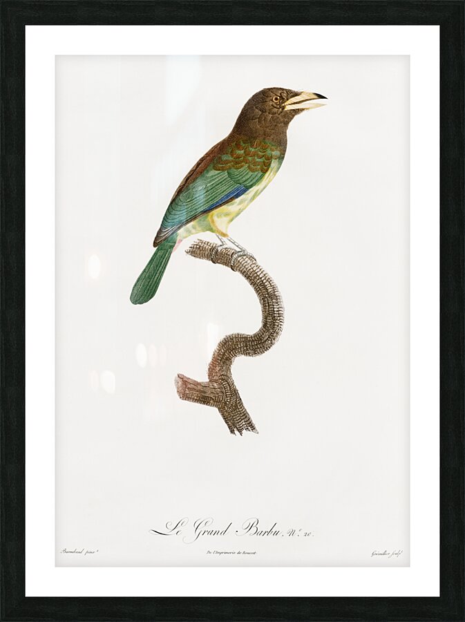 Great barbet  Picture Frame print