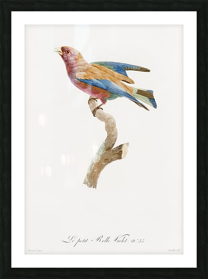 Young violet roller  Picture Frame print