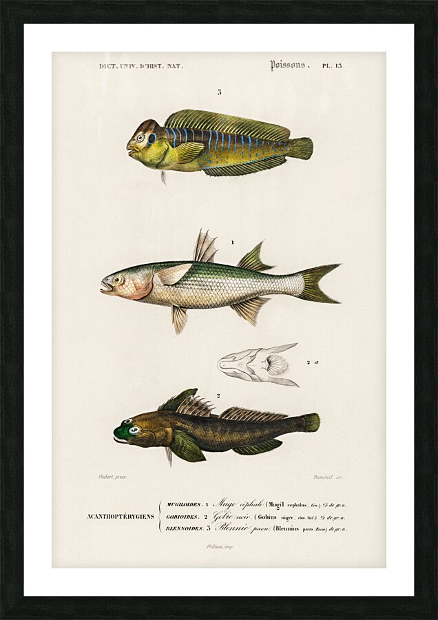 Different types of fishes Picture Frame print