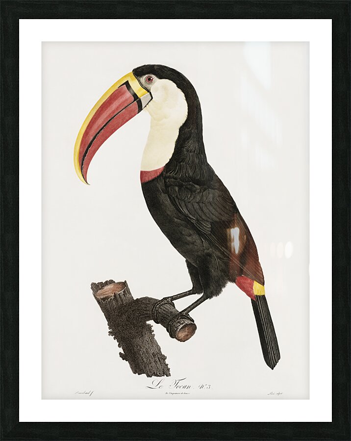 Toucan Picture Frame print
