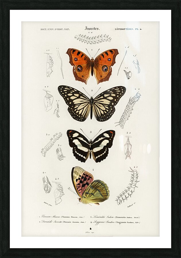 Collection of butterflies Picture Frame print