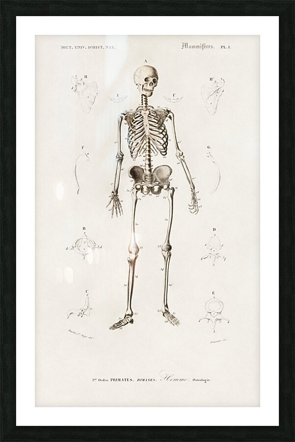 Collection of butterflies Picture Frame print